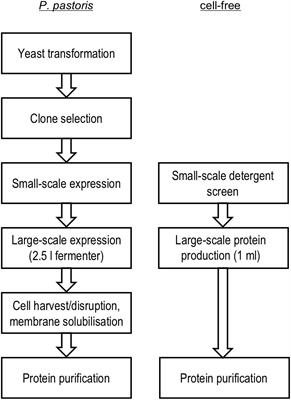 Cell-Free and Yeast-Based Production of the Malarial Lactate Transporter, PfFNT, Delivers Comparable Yield and Protein Quality